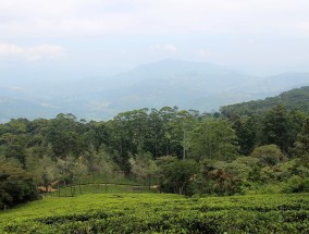 产业帮扶显成效，茶香四溢涌生机——以茶产业为例的乡村振兴之路