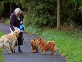 金毛犬，养狗首选的独特魅力