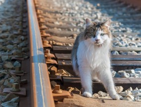 养兔之道与猫主人的必备知识