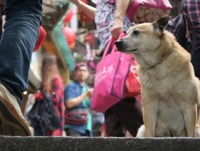 养猫的人，运气如何？