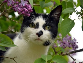 如何挑选猫咪并养猫，一份全面的指南