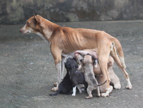 南方气候下的犬种选择，适合养什么狗？