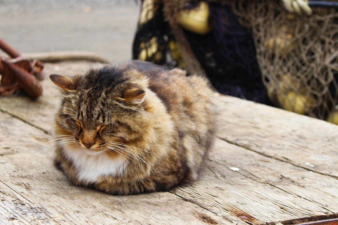 移动猫使用时间与卡顿现象的探讨