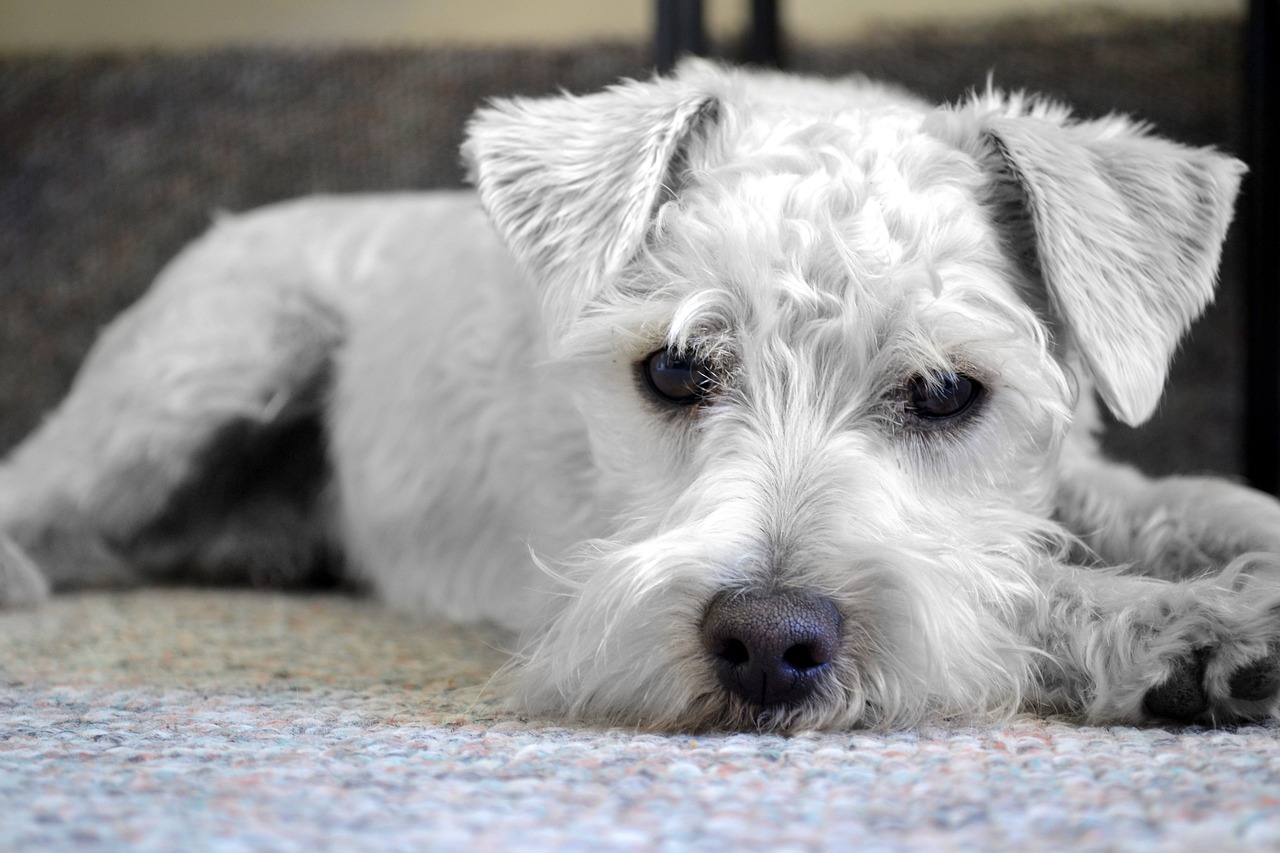 雪纳瑞犬，养一只还是养两只？