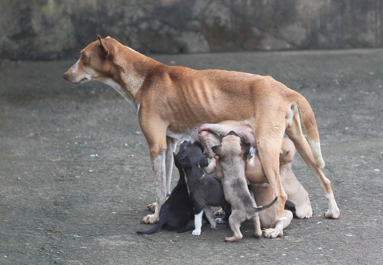 南方气候下的犬种选择，适合养什么狗？