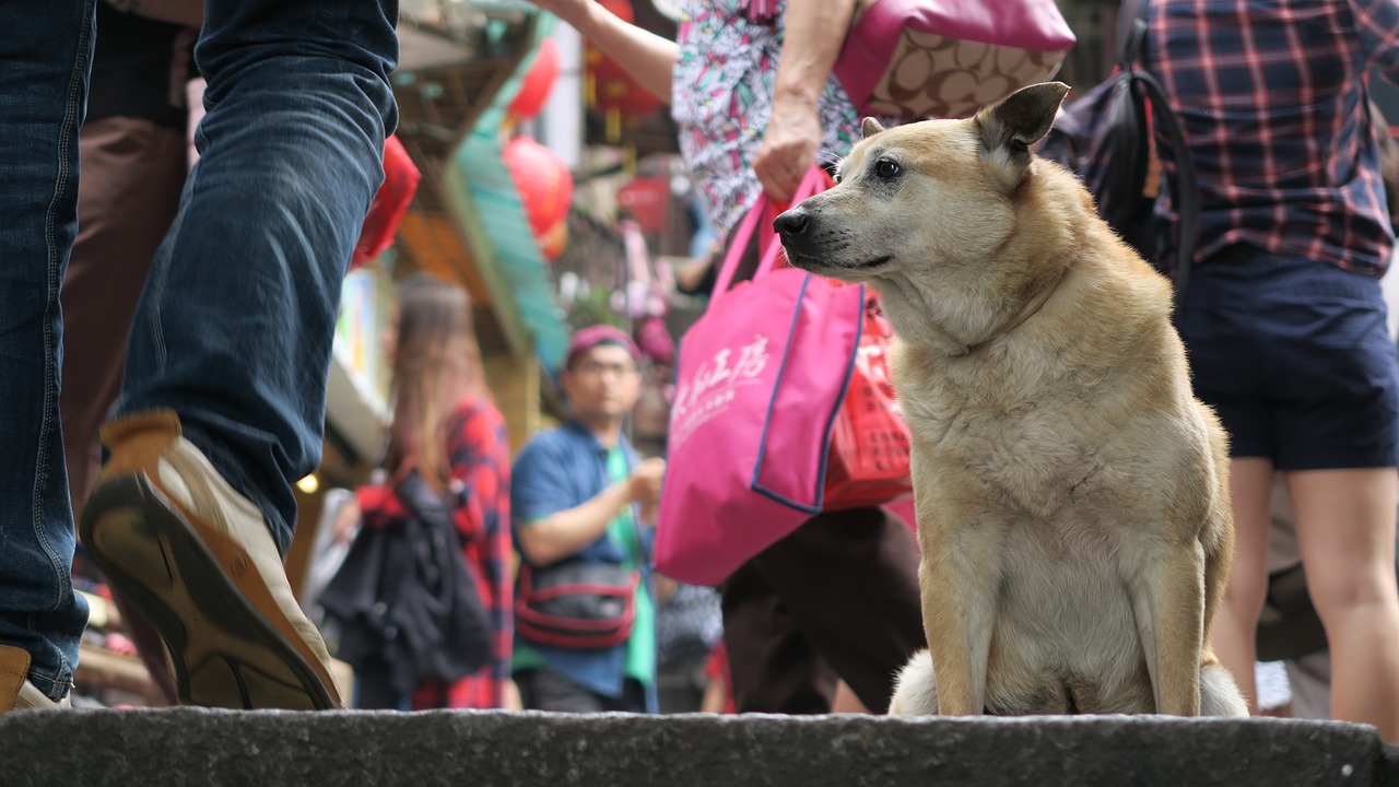 养猫的人，运气如何？