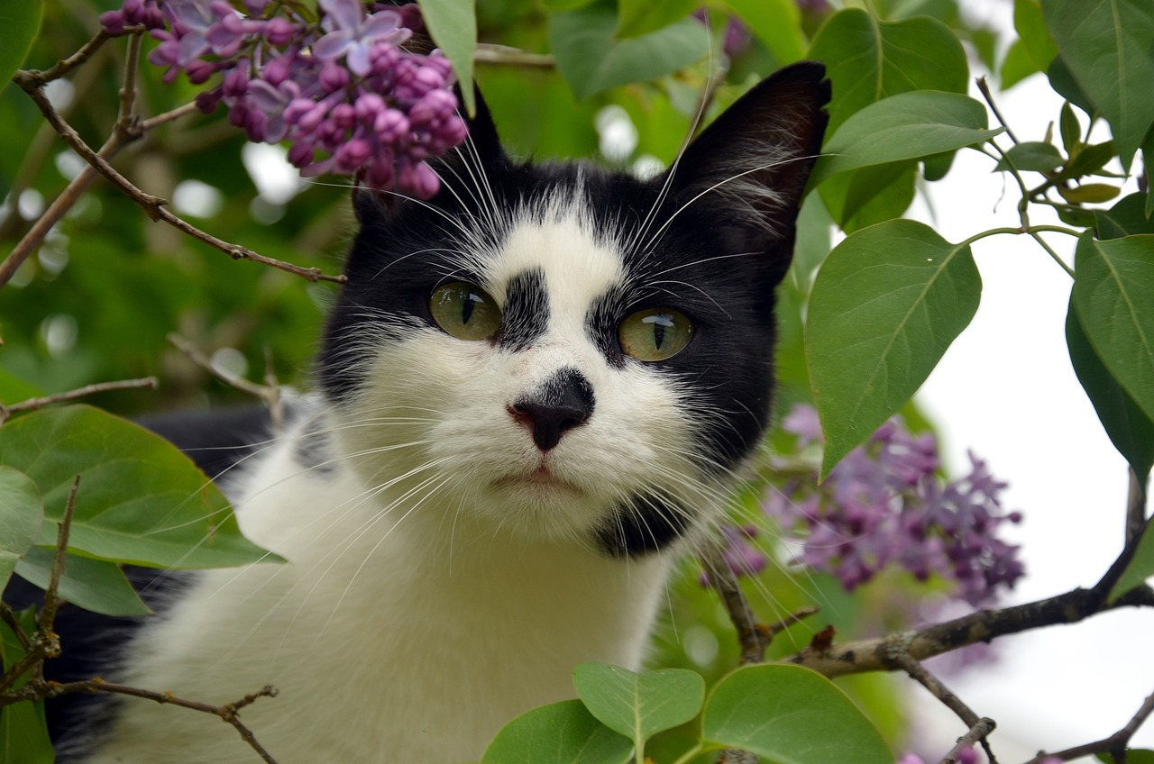 养猫指南，哪个品种的猫更听话？