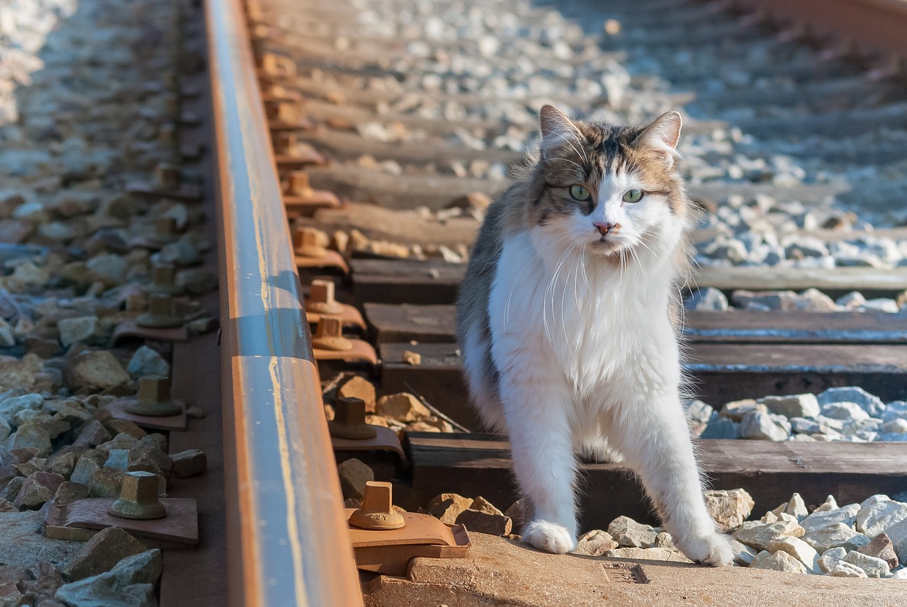 养兔之道与猫主人的必备知识